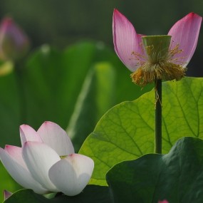 沣庆6月荷