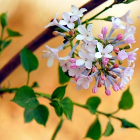 三月。花