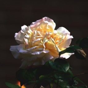 月季花