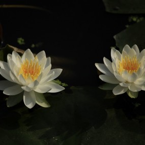 爱莲说