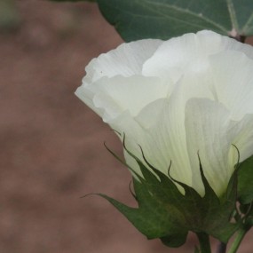 又见棉花