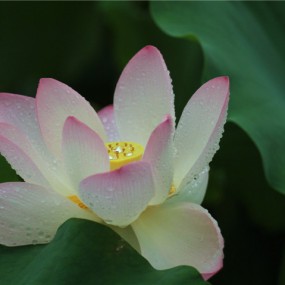 荷花年年
