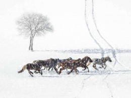 暮雪飞歌，铁马长戈。