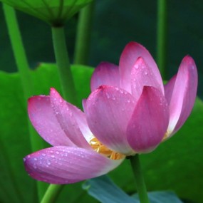 雨荷