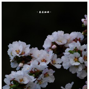春花物语2