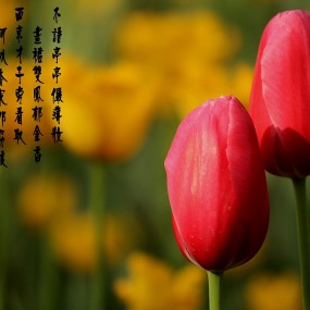 郁金香桌面