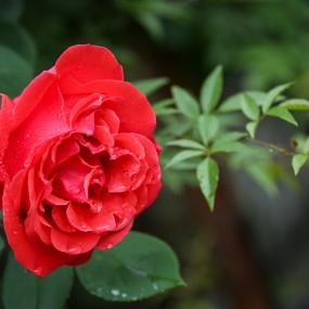 百花争艳