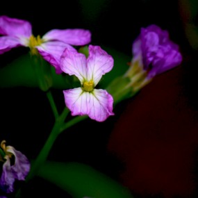 萝卜花