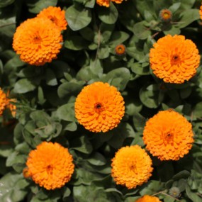 小菊花