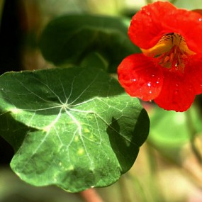花开几枝