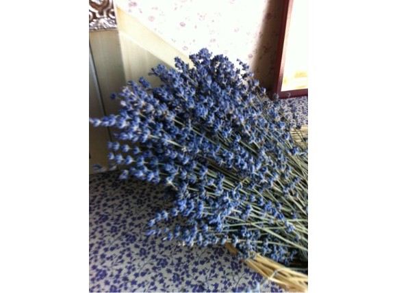 薰衣草