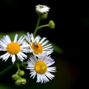 小草花