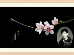 又见桃花开
