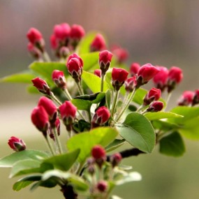 春花