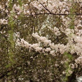 陕师大一角