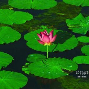 夏荷
