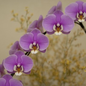 还是花