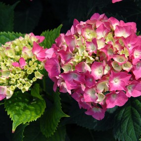 绣球花