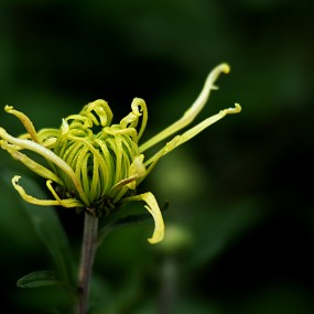 秋菊