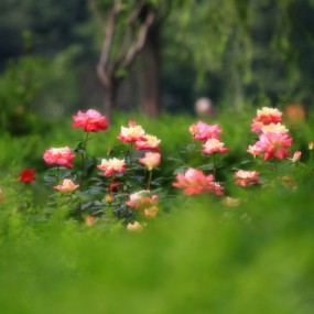 花韵