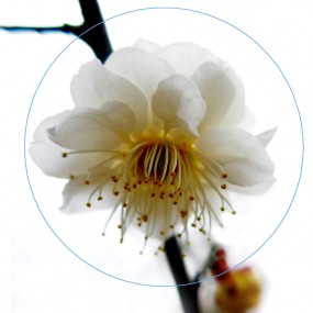 春花（2015）