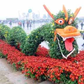 菊龙