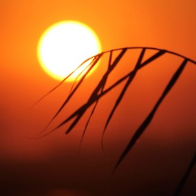 夕阳秋草情