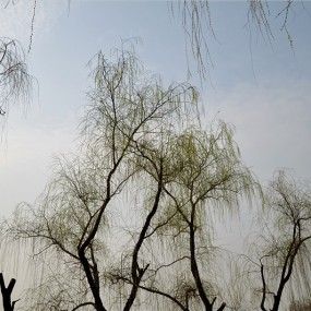 秦岭早春
