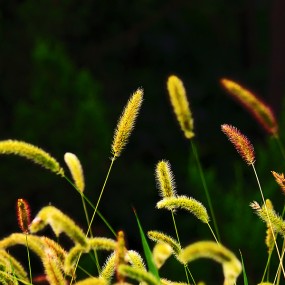 狗尾巴花