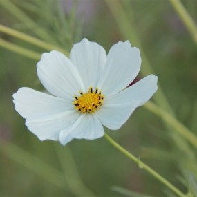 格桑花