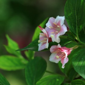 再发几张花花