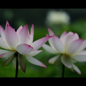 【荷】