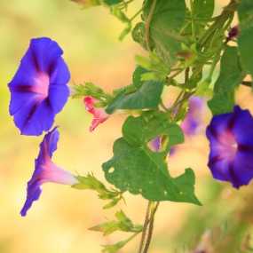 牵牛花