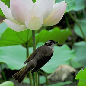 赏荷--续
