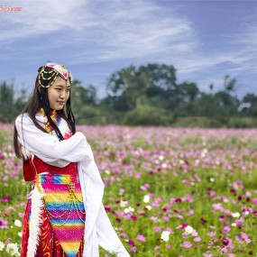美丽格桑花
