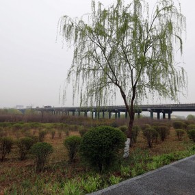 灞桥湿地