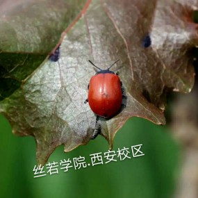 丝诺化妆学校西安校区—学员外拍作品