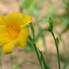 路过一小区，偶给花儿拍写真