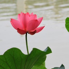 曲江荷花