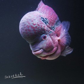 罗汉