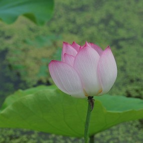 荷花，求指导