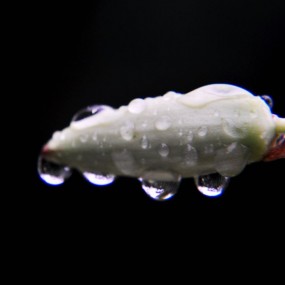 雨后剑兰