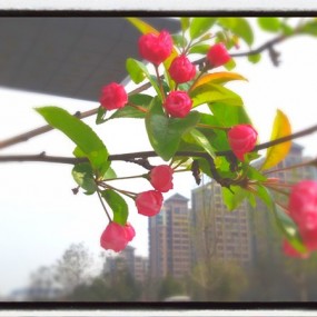 春天的花
