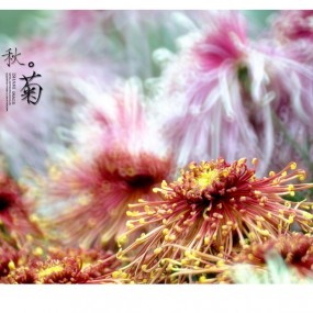 秋。菊