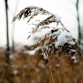 残雪