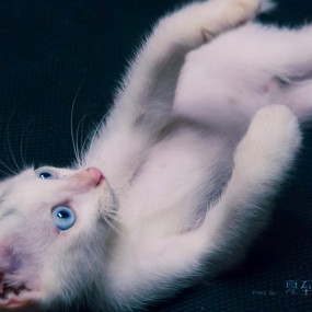 私房. MIMI