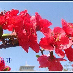海棠花儿开
