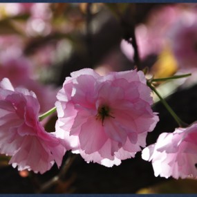 青龙寺樱花二