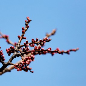 山城花开