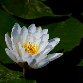 睡莲